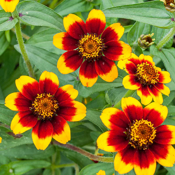 Non GMO bicolor zinnia seeds for gardening