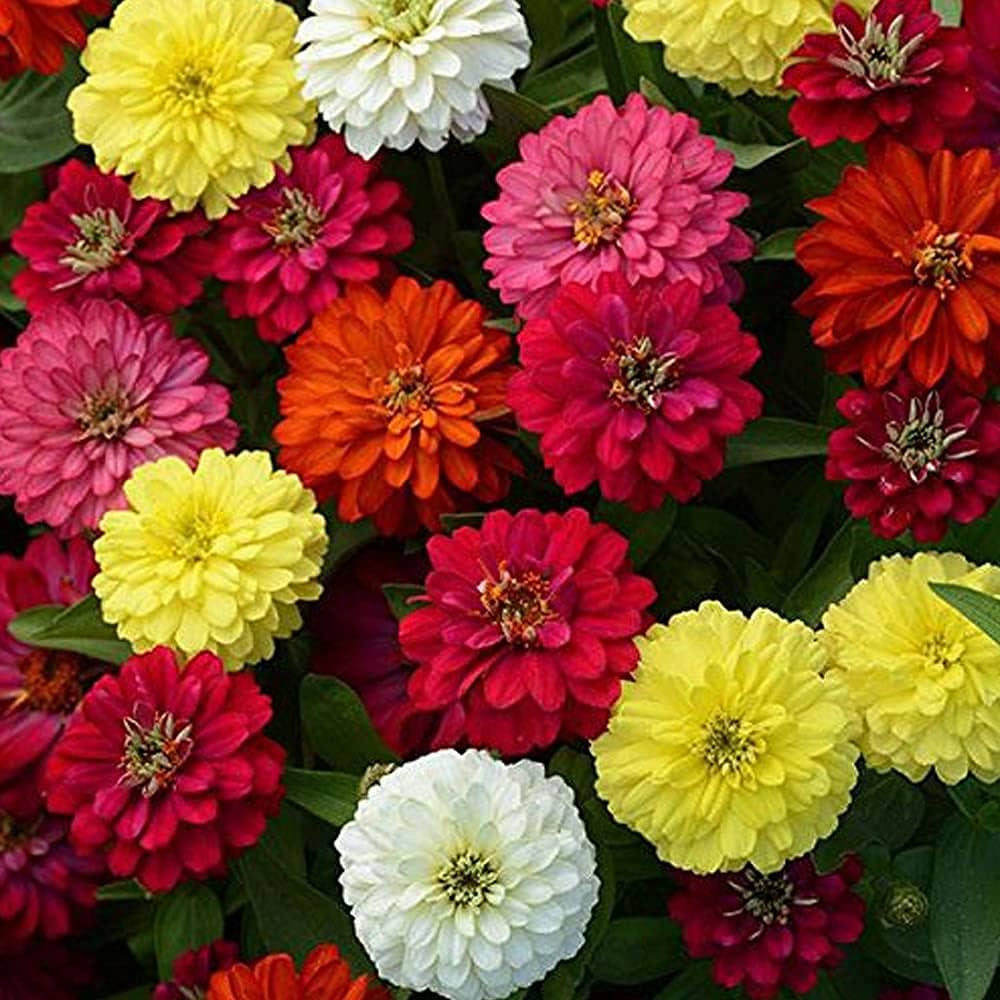 Non GMO mixed zinnia seeds