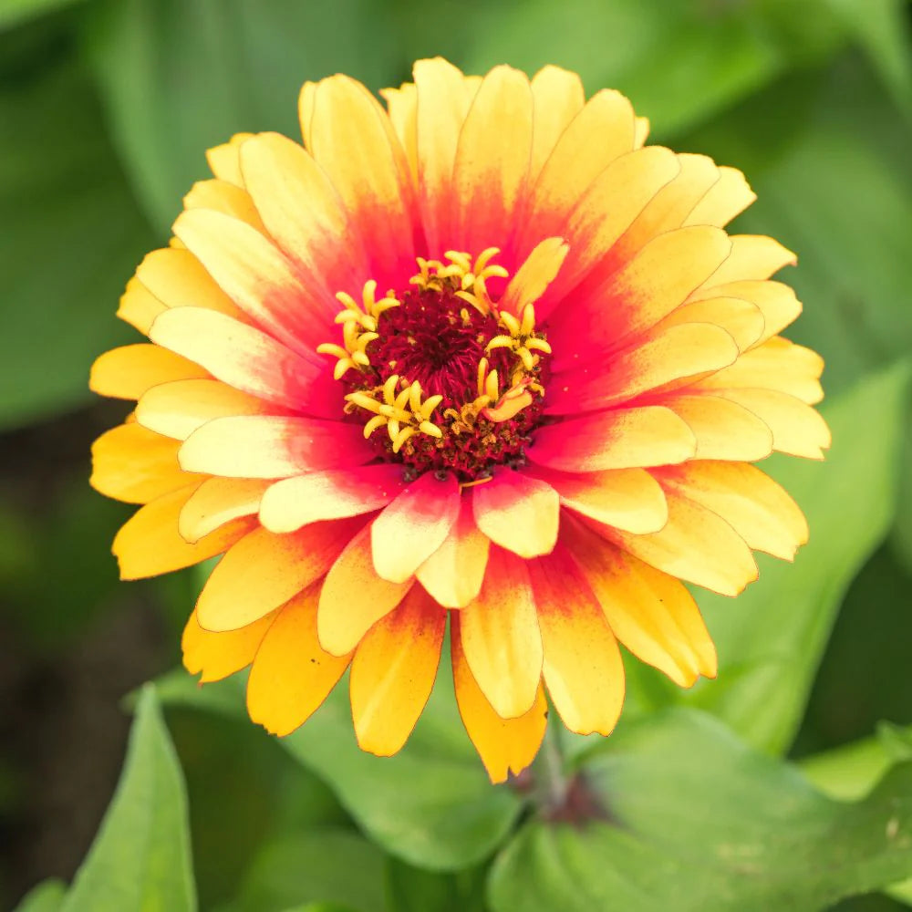 Bright yellow red zinnia seeds for planting