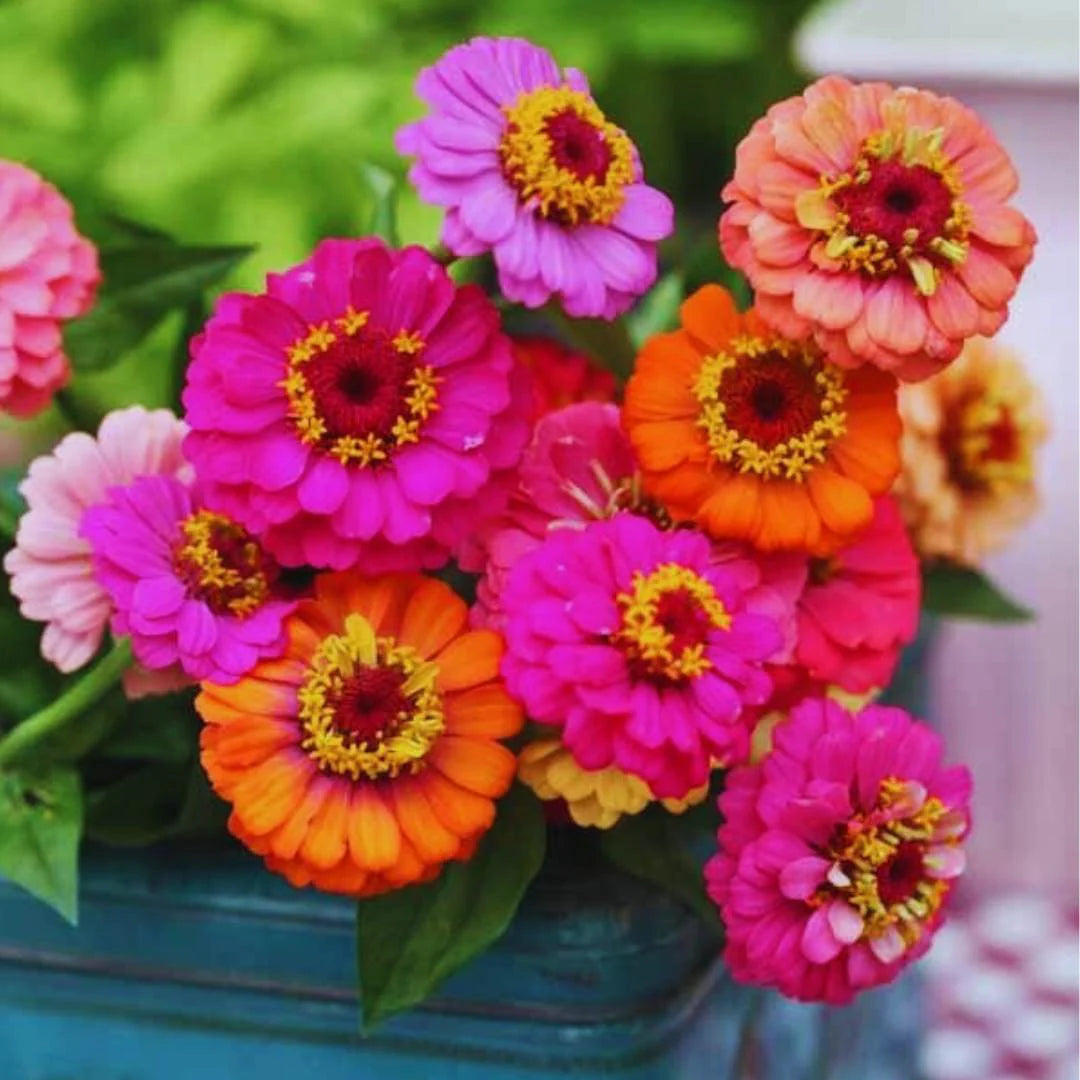 Mixed zinnia seeds for planting