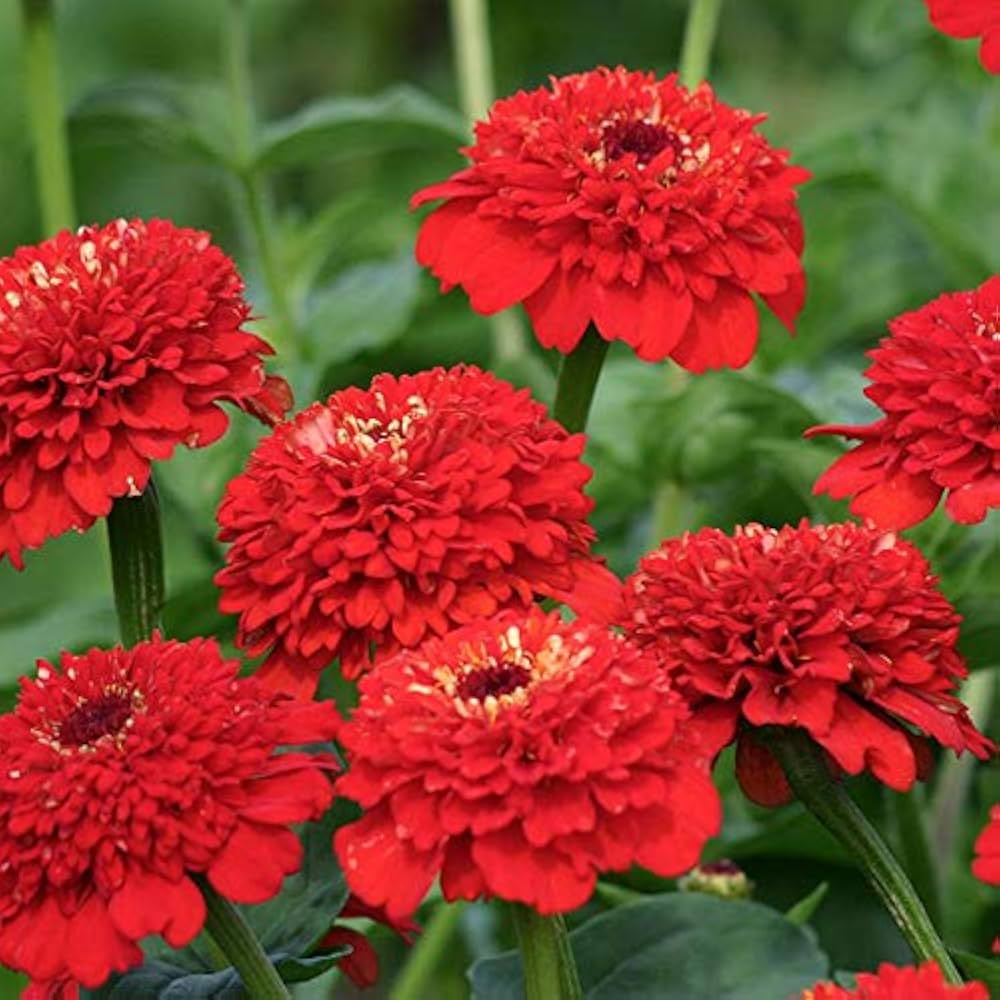 Zinnia Elegans Red Flowers for Garden