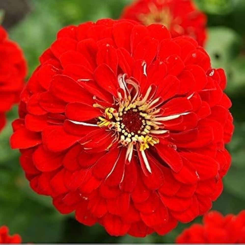 Zinnia Red Seeds for Planting