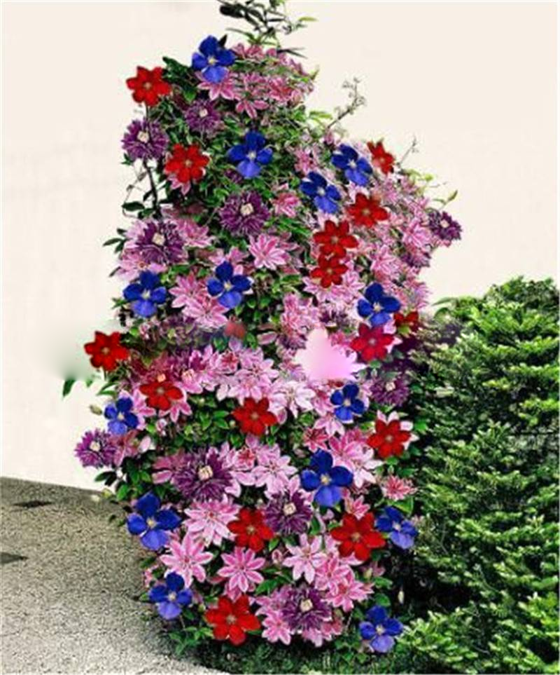 Clematis (Clematis Flower) seeds for planting in home garden