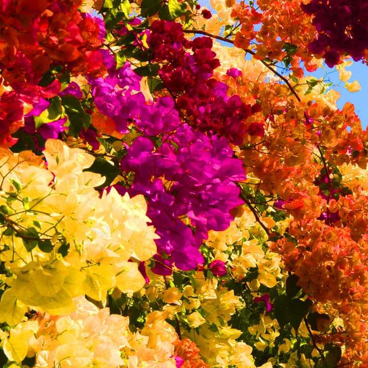 Bougainvillea Flower Seeds For Planting Dark Yellow And Violet