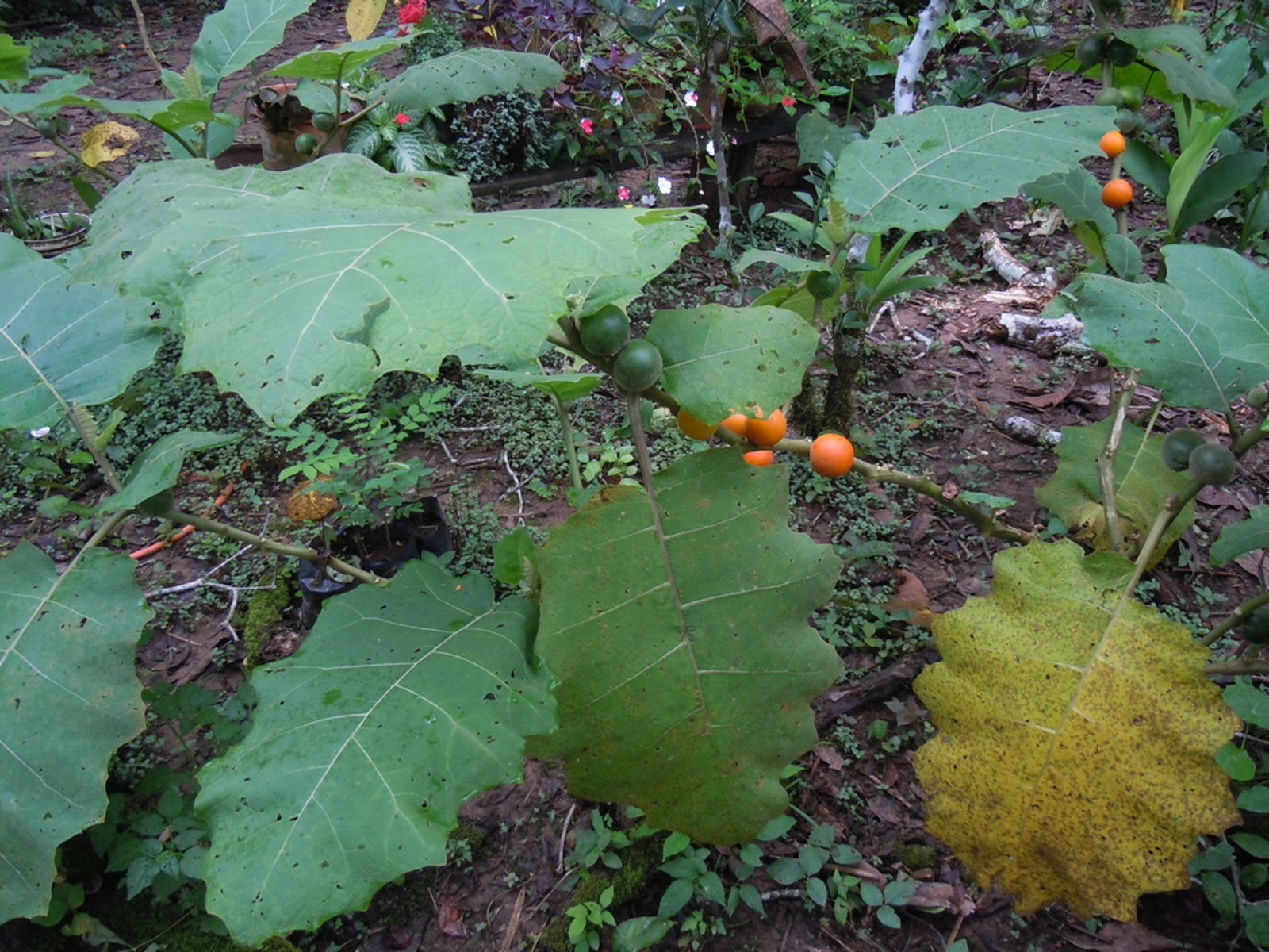 Solanum Sessiliflorum Planting Fruit Seeds Vegetable Seeds