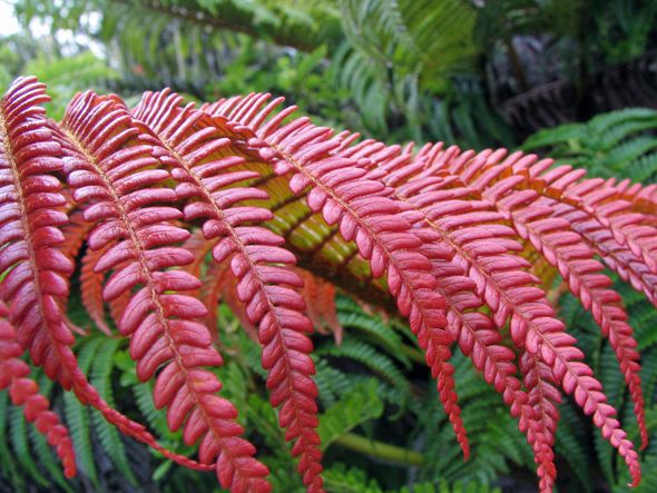 Red Fern Plant Seeds For Colorful And Soothing Planting