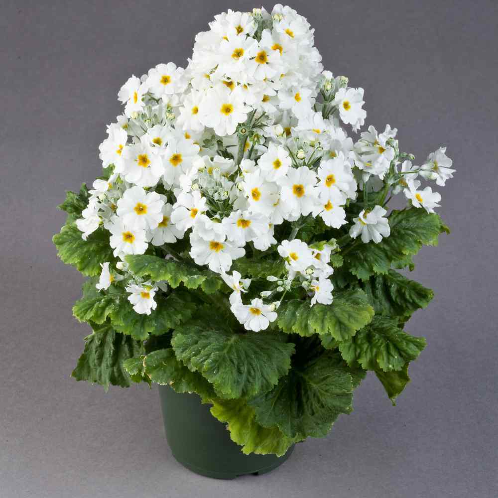 White Primula Malacoides Flower seeds for Planting Seasonal Bloomer Heirloom & GMO Free Seeds for Home Garden 
 
 Sale for planting in home garden