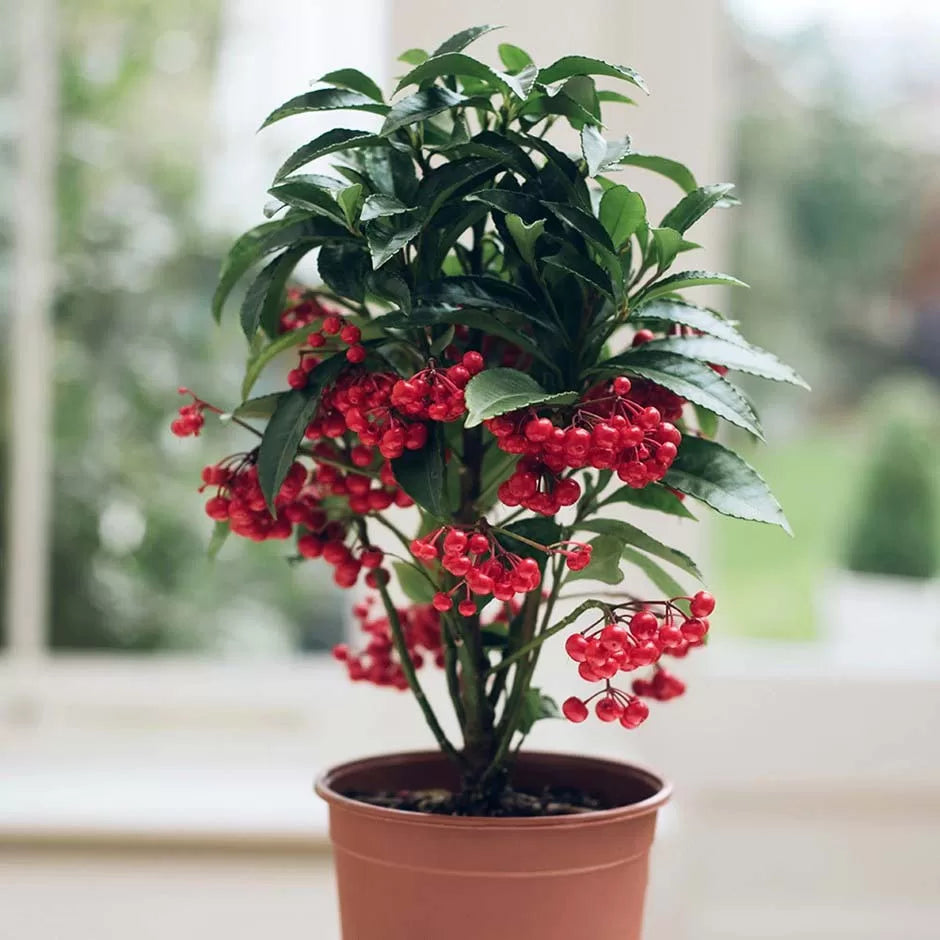 Plant Ardisia Crenata Seeds For Colorful Berries Fruit