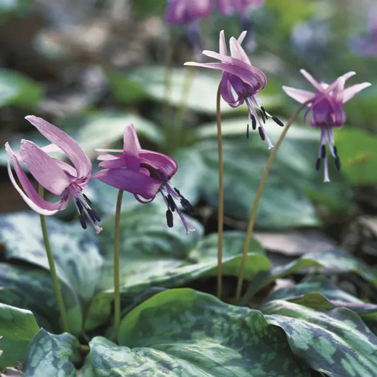 Violet Tooth Flower seeds for Planting - Drought Tolerant, Heirloom & GMO Free Seeds for Home Garden
 
 Sale for planting in home garden