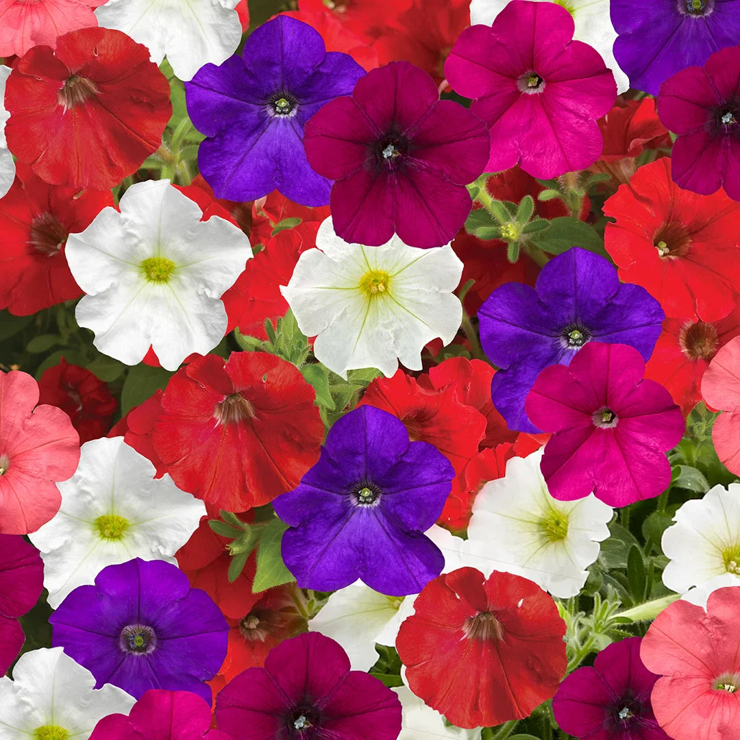 Bright Blooms Mixed Petunia Flower Seeds For Planting