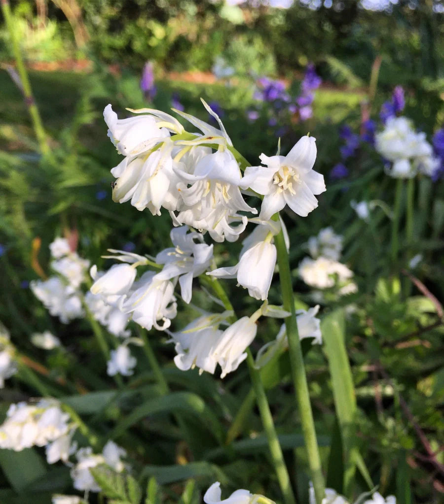 Daffodils Planting Seeds - Purple White Variety Plant Seed