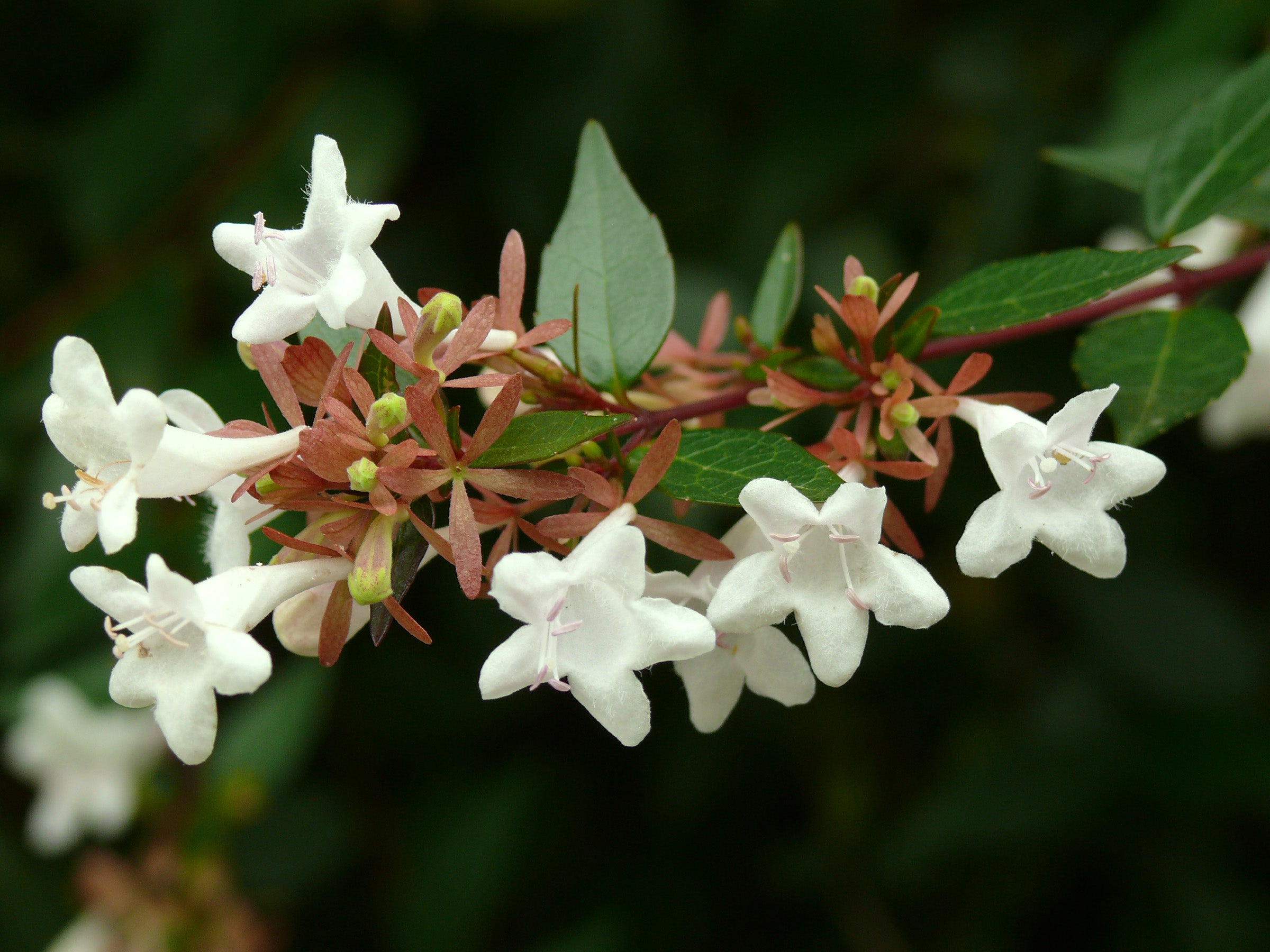 Abelia Seedlings Growing in Garden – Easy Planting Guide