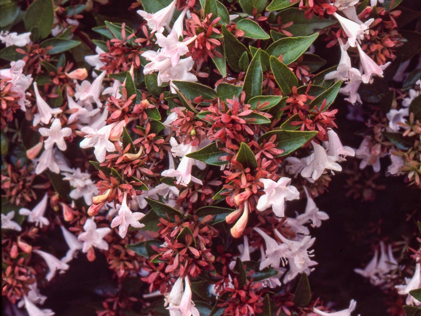 Abelia White Flower Blooms Grown from Seeds in Garden