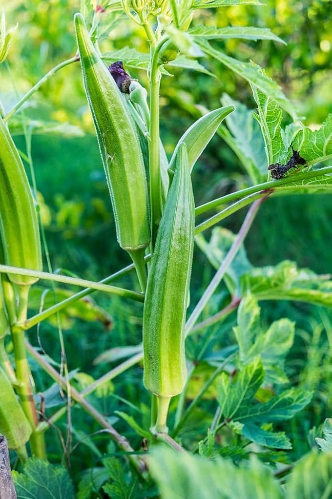 Okra seedlings sprouting from Non GMO Abelmoschus esculentus seeds