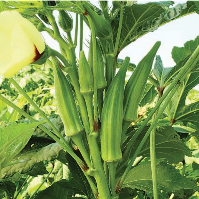 Abelmoschus okra seeds with high germination for home gardens