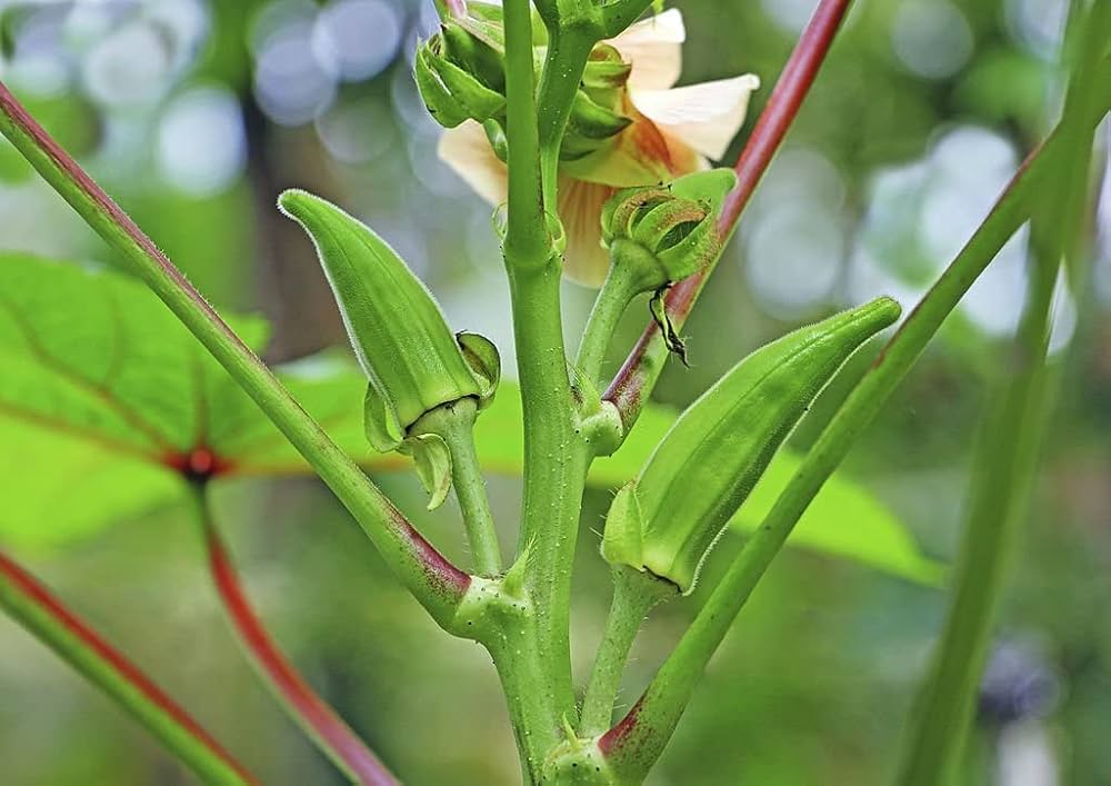 Abelmoschus seeds okra warm season seeds for home planting