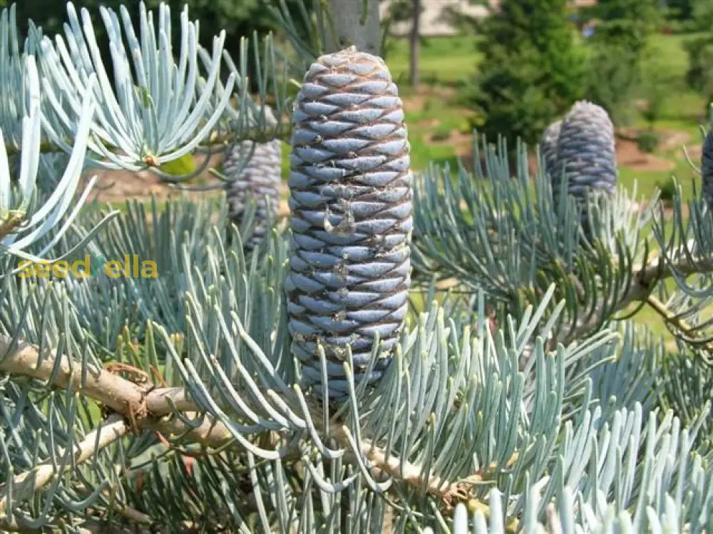 Abies Concolor Plant Seeds - Your Planting Essentials