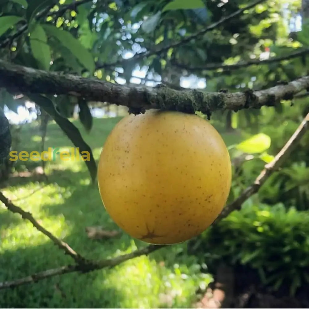 Abiu Fruit Seeds For Easy Planting