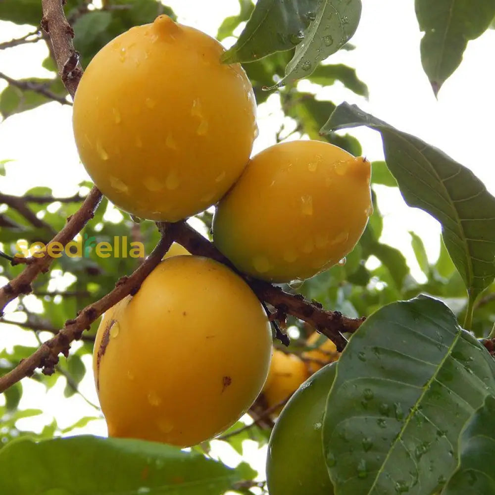 Abiu Seeds for Easy Planting Tropical Fruit Plants