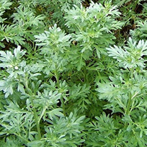 Compra semillas de ajenjo – Artemisia Absinthium | Flor de Hierba ...