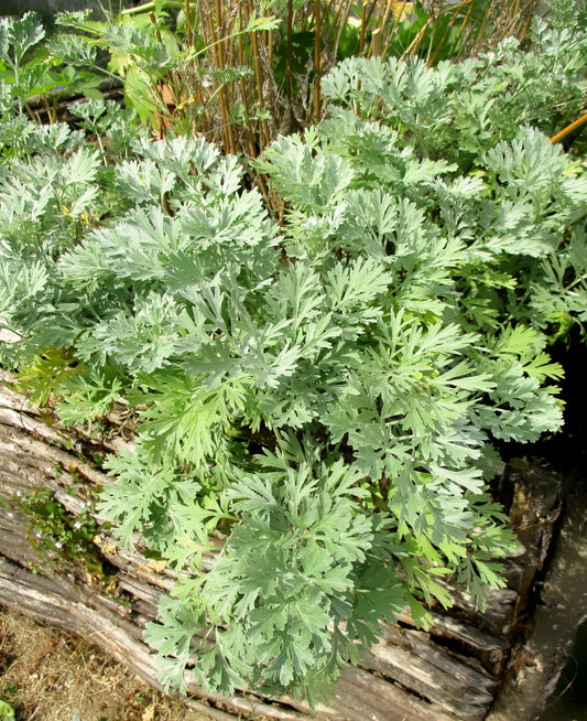 Absinthe Wormwood Seeds – Artemisia absinthium Silver-Green Aromatic Herb