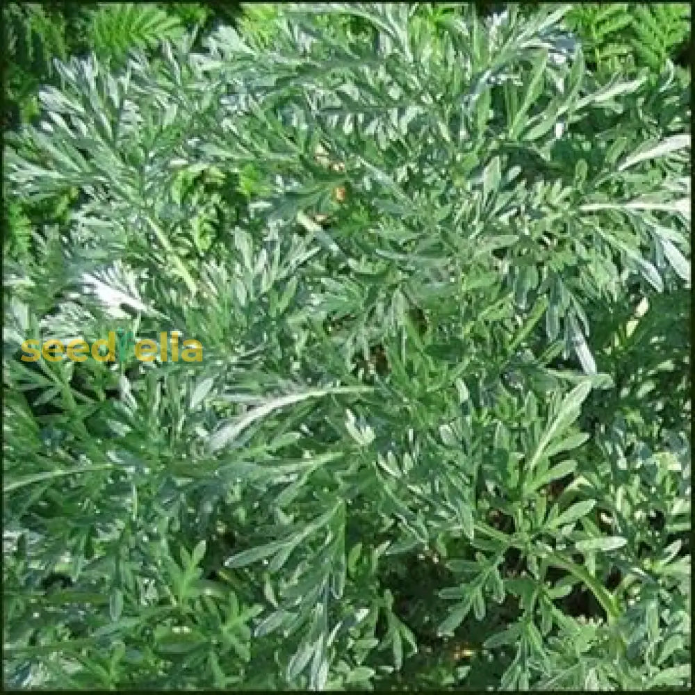 Absinthe Wormwood Seeds For Planting - Premium Quality Flower