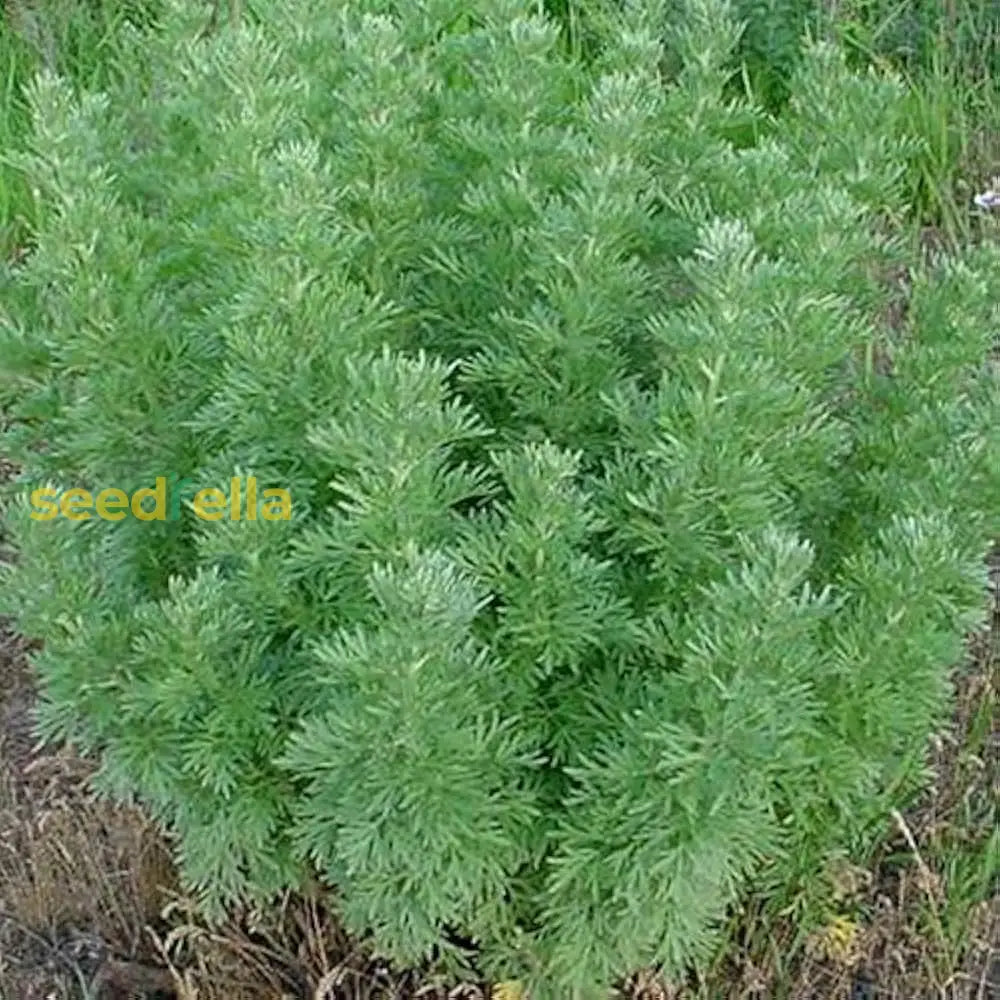 Absinthe Wormwood Seeds For Planting - Premium Quality Flower