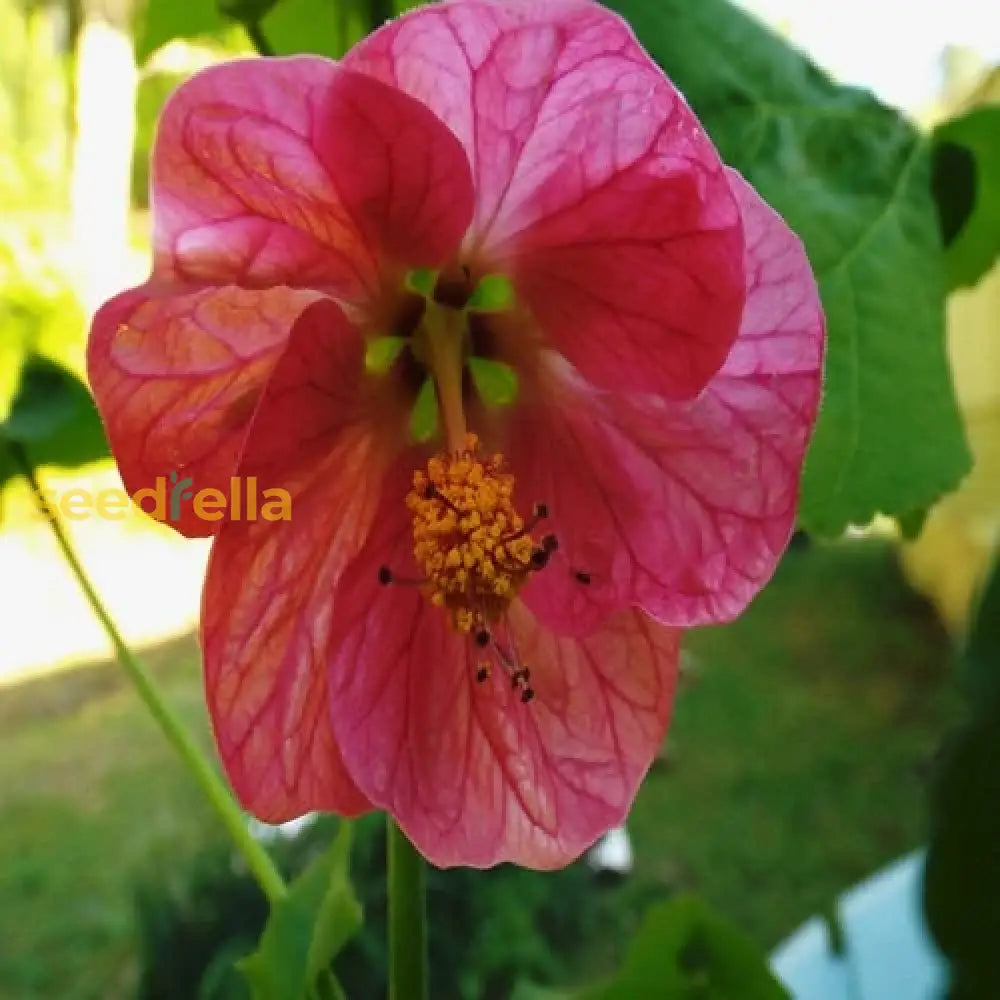 Abutilon Bella Flower Seeds For Planting