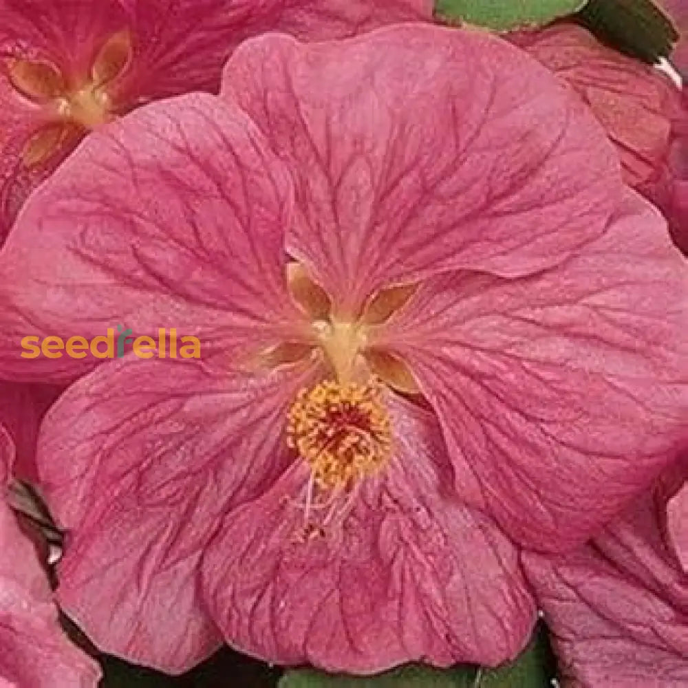 Abutilon Bella Flower Seeds For Planting