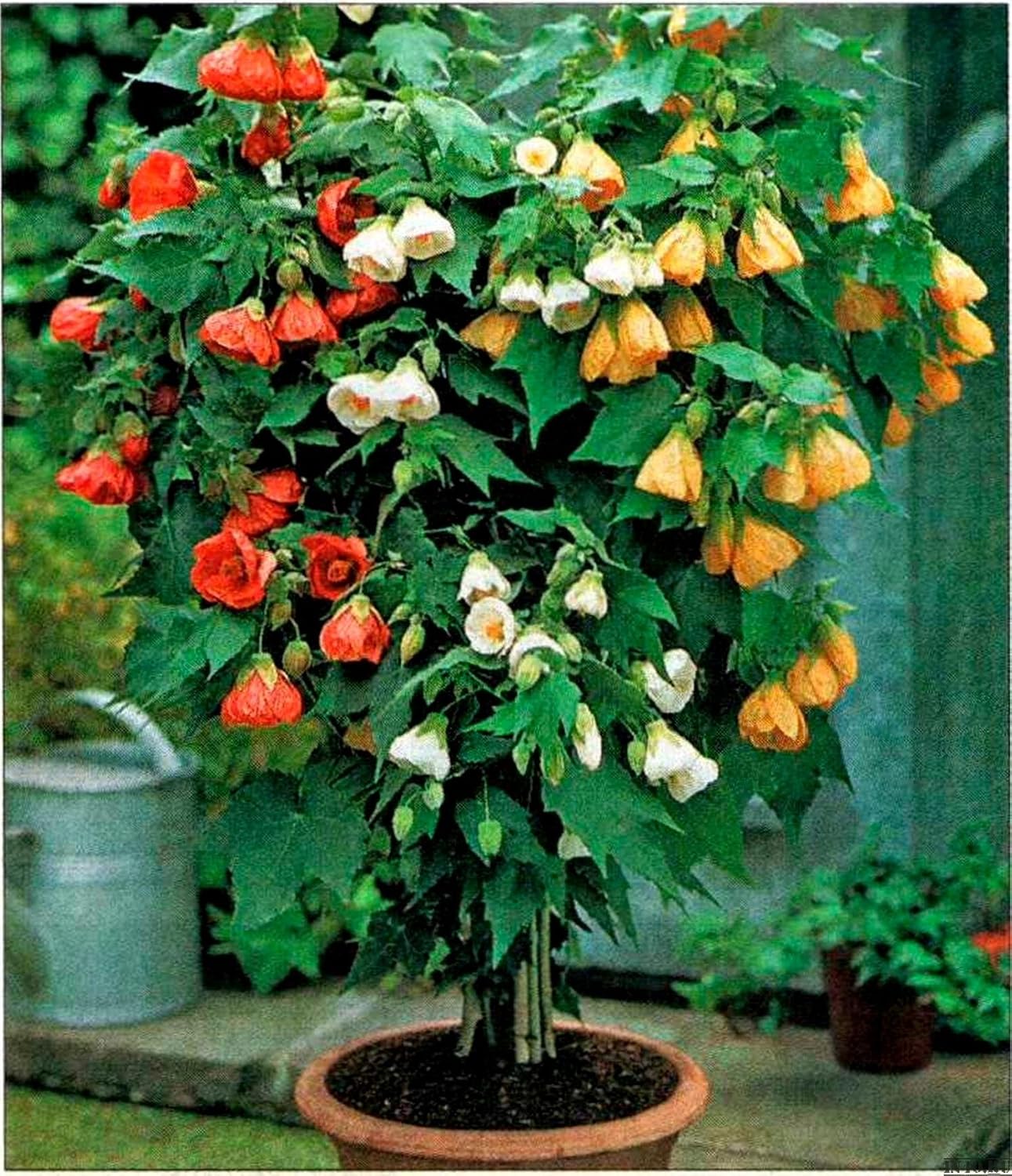Abutilon Bellevue Flowers in Garden Bed