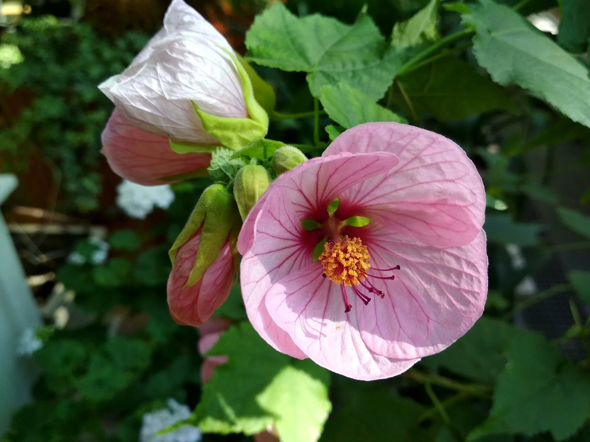 Abutilon Striatum Display in Garden Bed