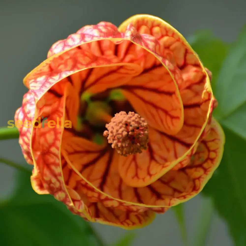 Abutilon Hybridum Flower Seeds - Complete Planting Kit