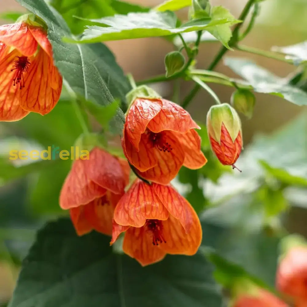 Abutilon Hybridum Flower Seeds - Complete Planting Kit