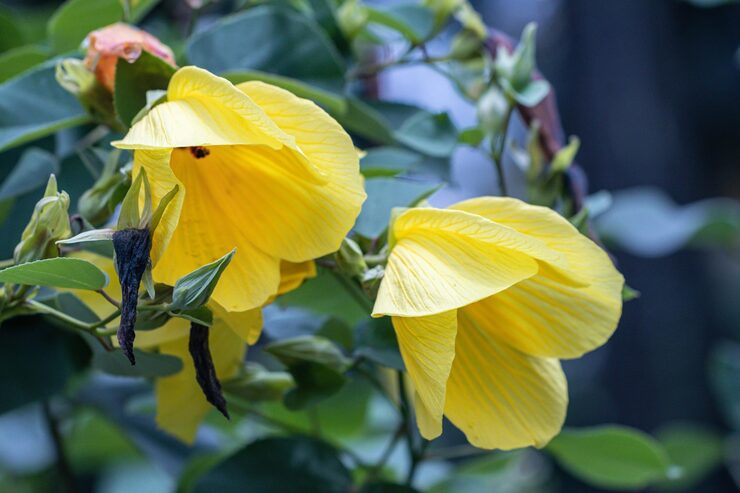 Abutilon Striatum plant growing in pot