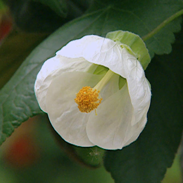 Abutilon planting and care guide