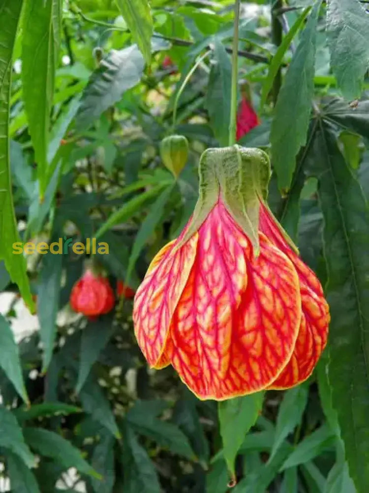 Abutilon Striatum Flower Seeds - Yellow & Red | Perfect For Planting