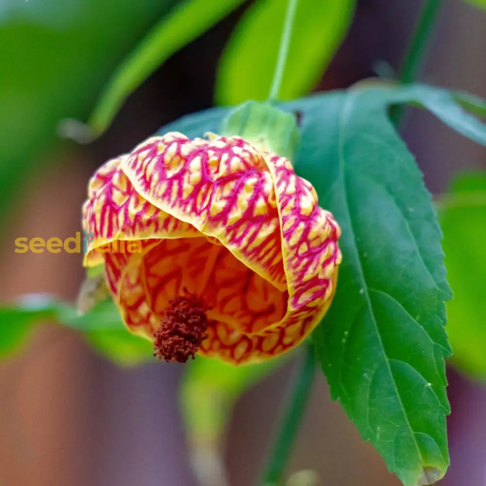 Abutilon Striatum Flower Seeds - Yellow & Red | Perfect For Planting