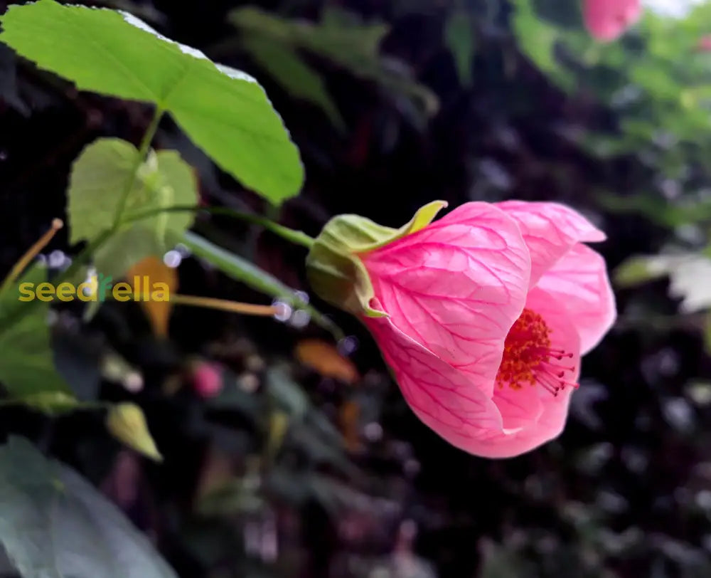 Abutilon Striatum Pink Flower Seeds For Planting