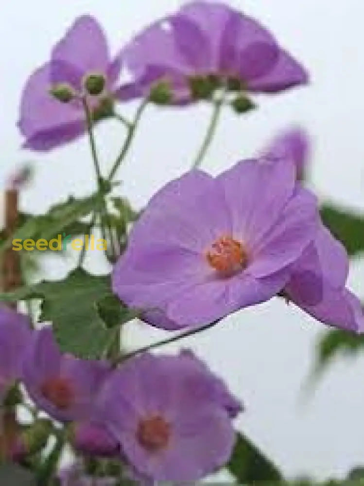 Abutilon Striatum Purple Flower Seeds For Planting