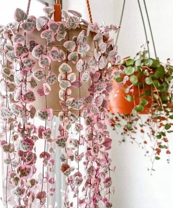 Ceropegia String of Hearts Pretty Pink Seeds Flower seeds for Planting - Low Maintenance, Heirloom & GMO Free Seeds for Home Garden
 
 Sale seeds for home garden