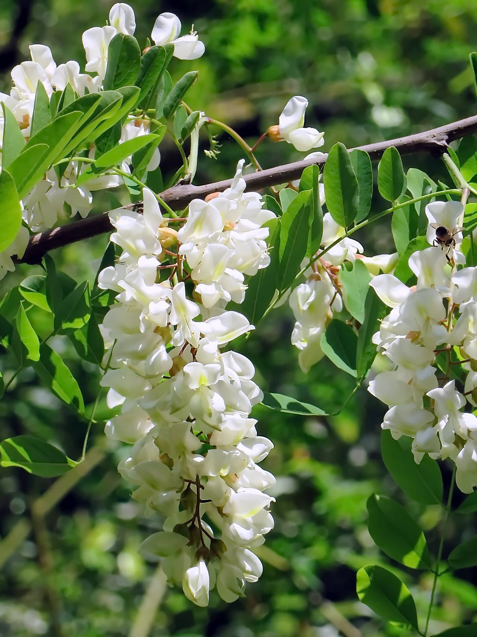 Acacia White Perennial Flower Seeds for Planting