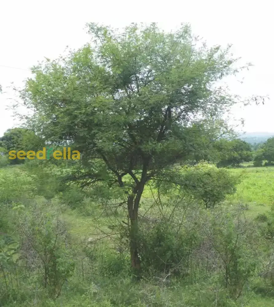 Acacia Catechu Seeds For Planting | Hardy Hardwood Tree Plant Seeds