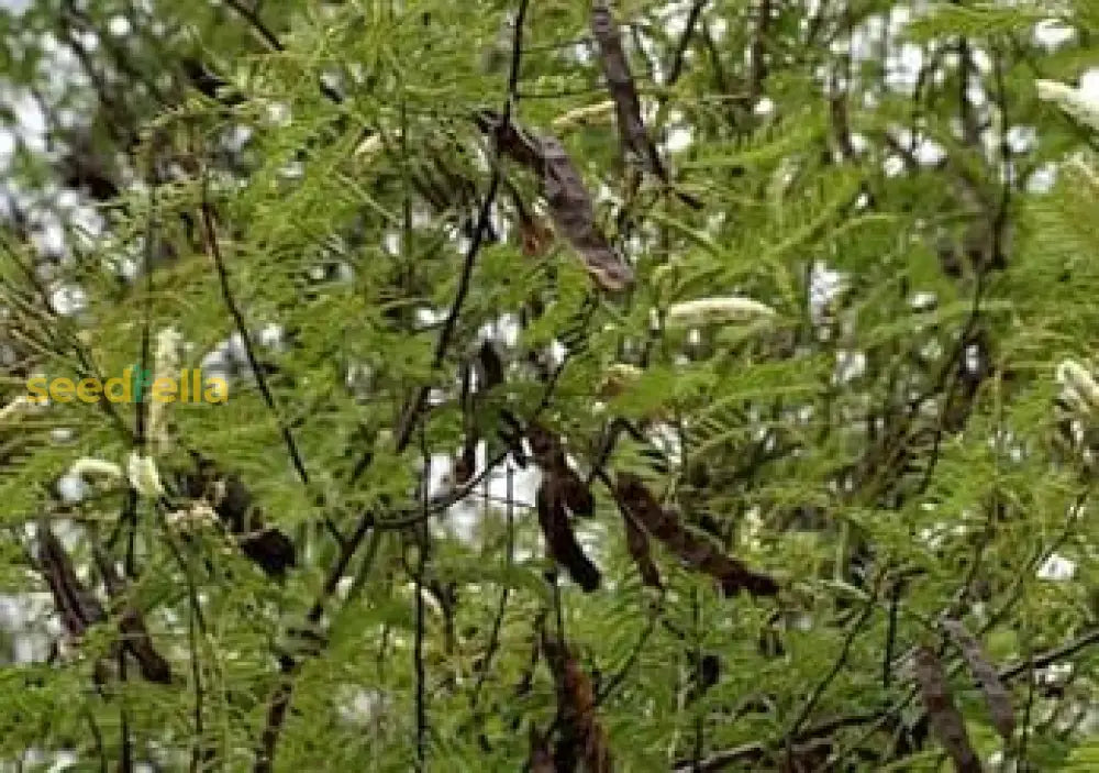 Acacia Catechu Seeds For Planting | Hardy Hardwood Tree Plant Seeds