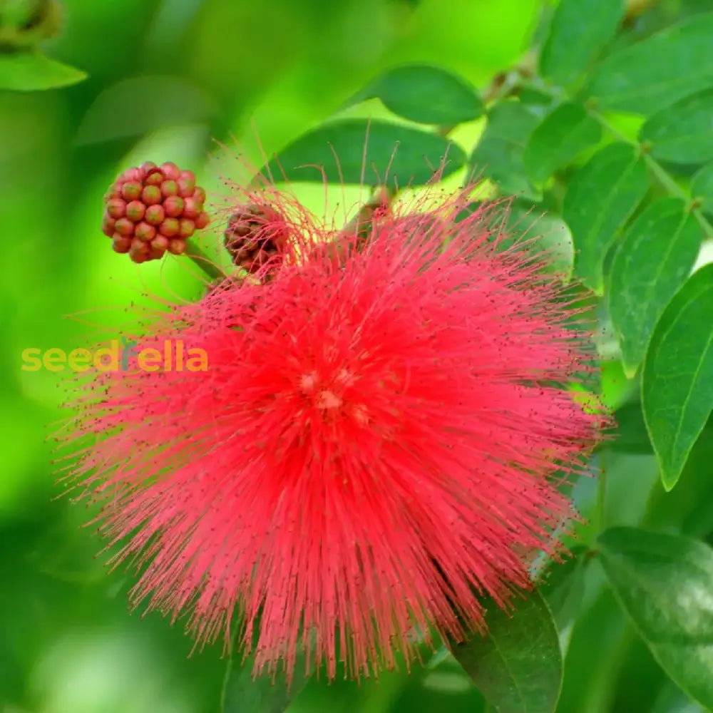 Acacia Perennial Flower Seeds - Plant Bold Red Blooms In Your Garden