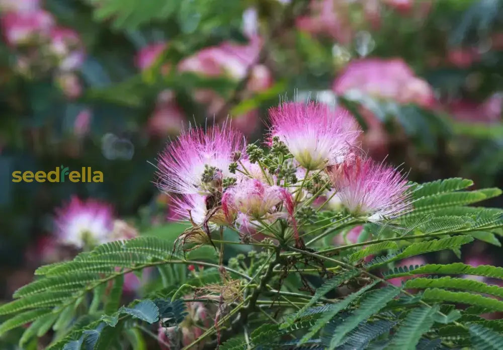 Acacia Perennial Flower Seeds Planting Mixed