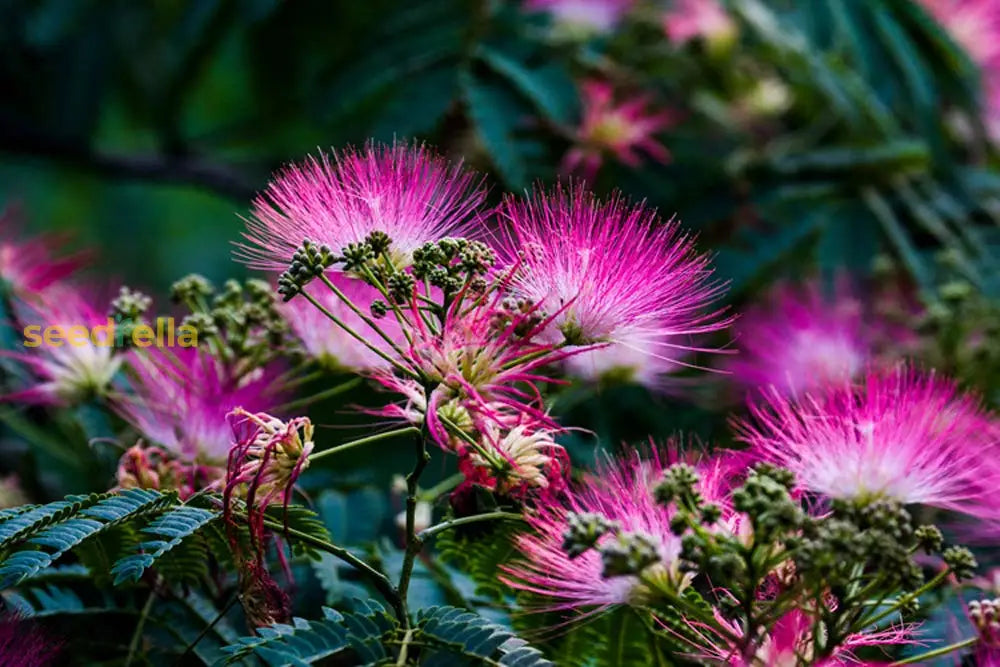 Acacia Perennial Flower Seeds Planting Mixed