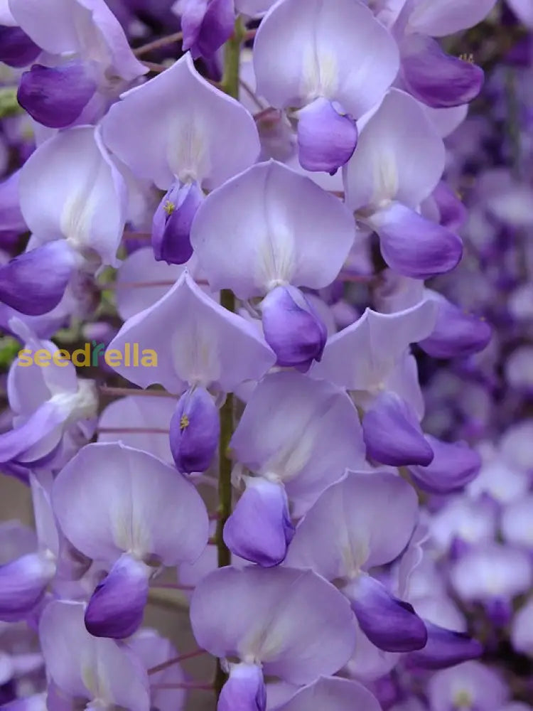 Acacia Violet Perennial Flower Seeds For Planting - Grow Exotic Perennials