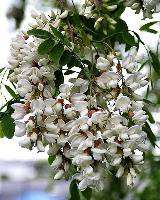 Acacia White Perennial Flower Seeds for Planting