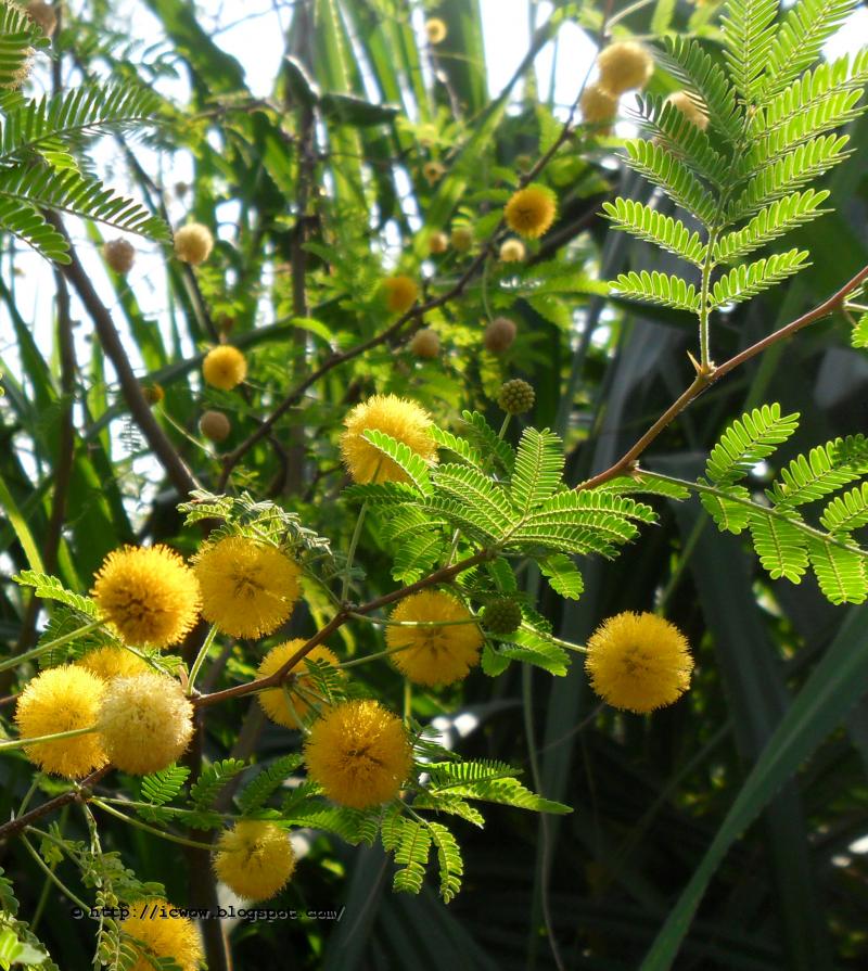 Acacia yellow perennial seeds for planting