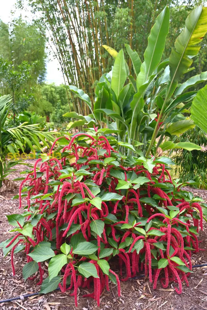 Acalypha Hispida Seeds For Planting - Unique Exotic Flowering Plant Flower